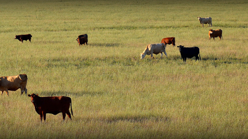 The EU-Mercosur Deal: A Setback for Ethical Animal Welfare