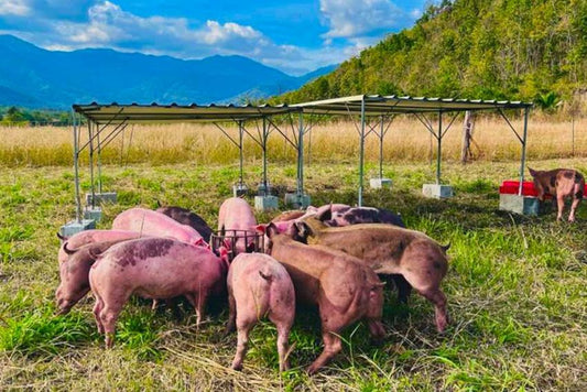 The Truth About Antibiotics in Pork: What You Need to Know