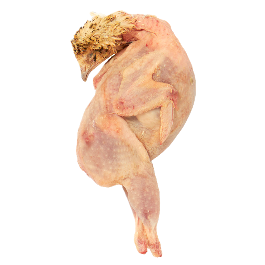 Kwartel