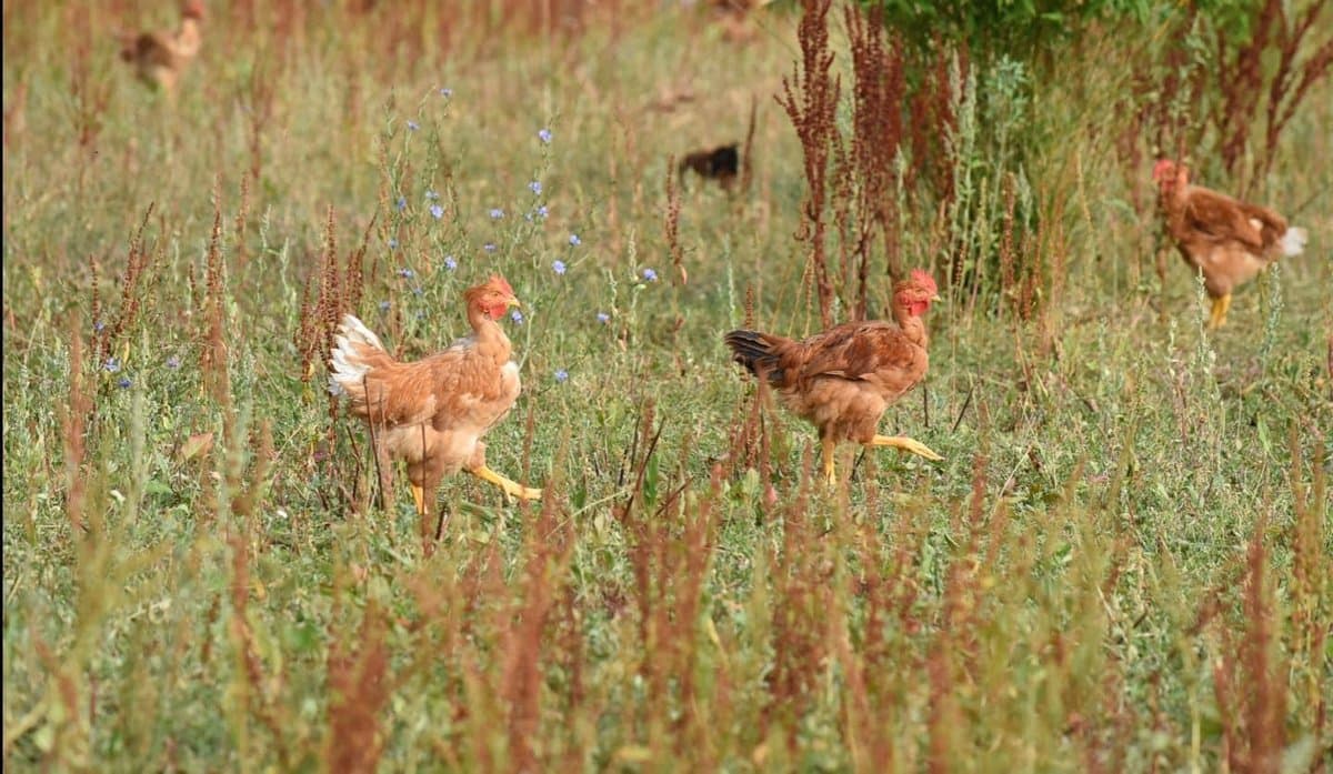 Label Rouge chickens outdoors on grass
