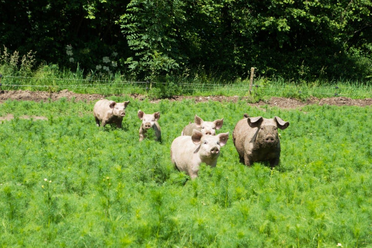 Porc Plein Air pigs outdoors on pasture