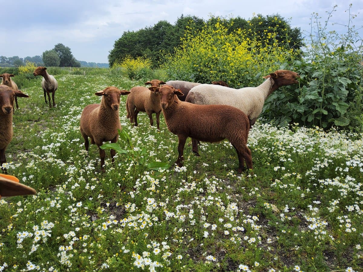 Sheep in a flowering meadow