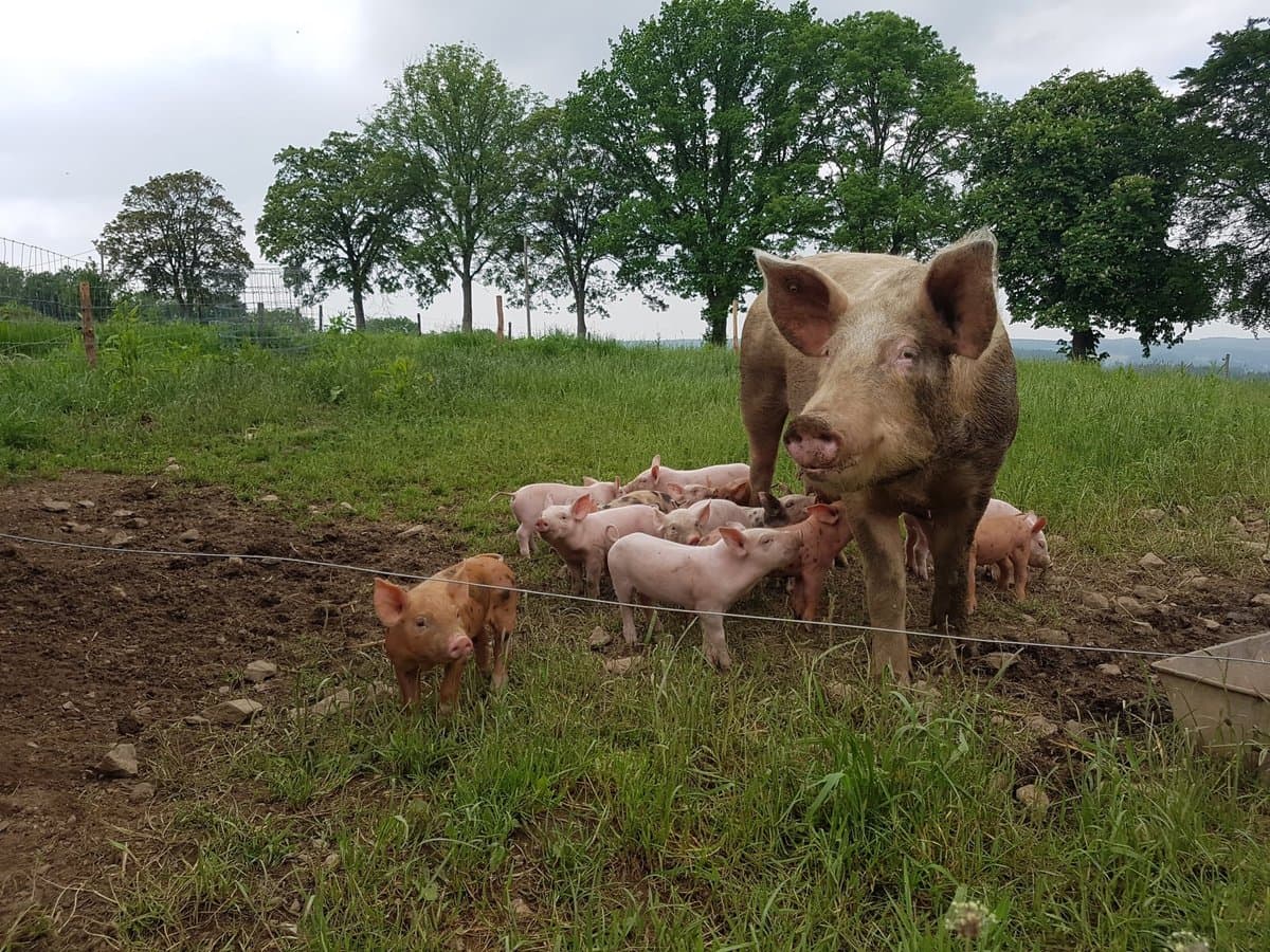 A sow with her piglets in the field, free-range