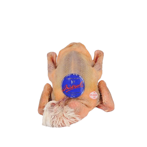 Jonge Duif